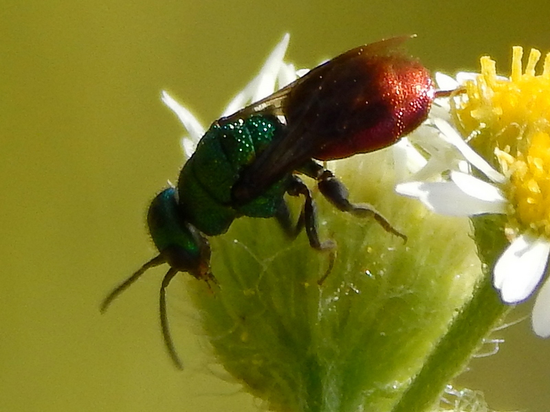 Chrysididae: Hedychrum cfr. niemelai m. (foto 1 e 2) e H. rutilans m. e f. (3 e 4)